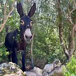 Casa Di Macchjerolu - 8 Pers Sotta