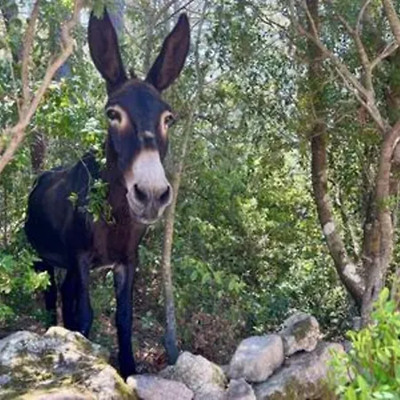 Casa Di Macchjerolu - 8 Pers Sotta