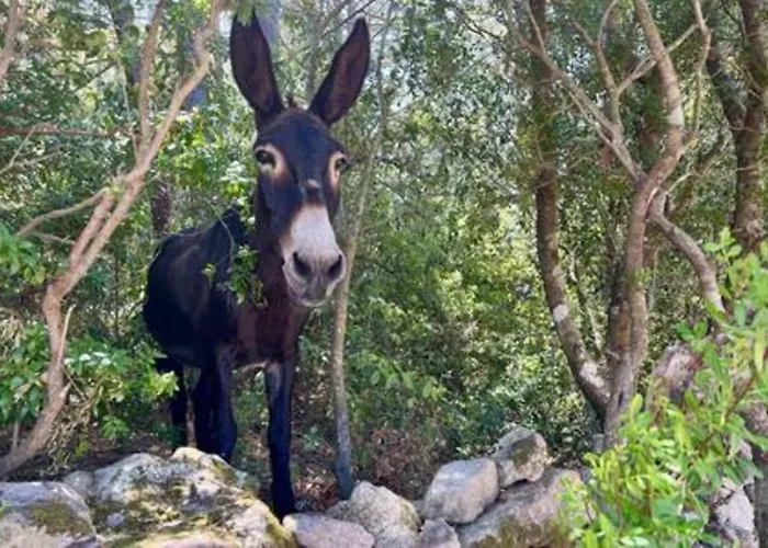 Casa Di Macchjerolu - 8 Pers סוטה
